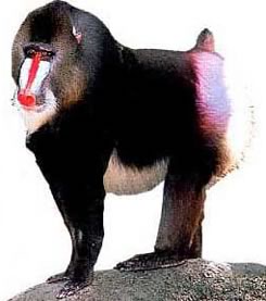 }h